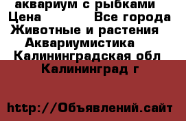 аквариум с рыбками › Цена ­ 1 000 - Все города Животные и растения » Аквариумистика   . Калининградская обл.,Калининград г.